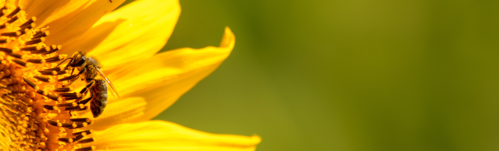 plants, pollen, and honey